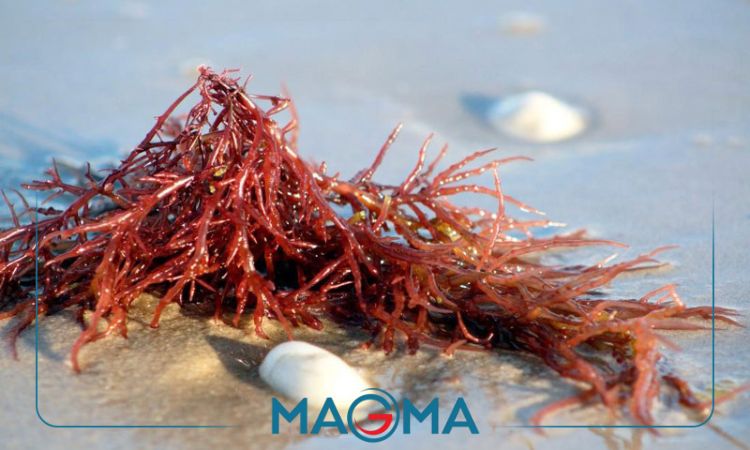 کاراگینان چیست؟ (فراتر از یک نام شیمیایی)